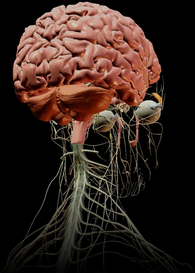 Cerebro y médula